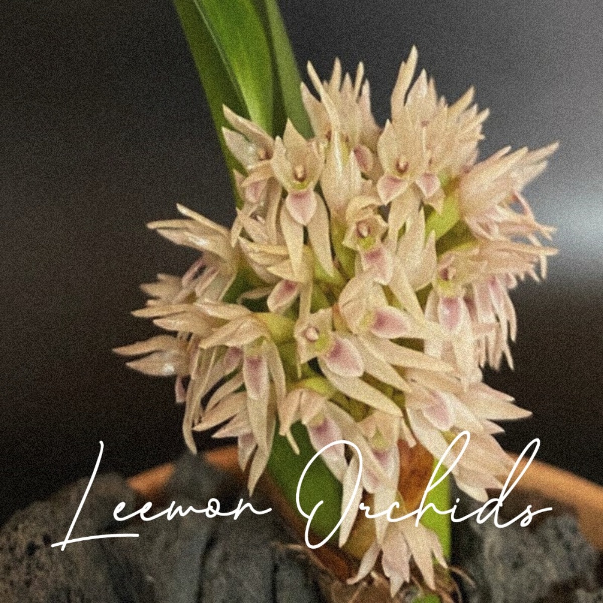 막실라리라 덴사 Maxillaria densa