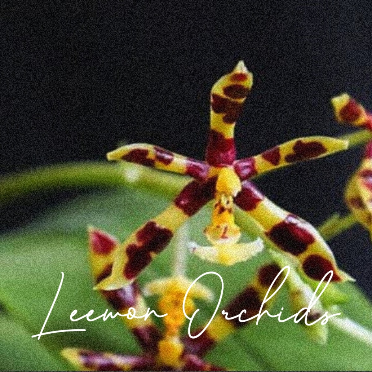 [P2004] 페일레놉시스 맨니아이 P.mannii x sib (잎상처/현재꽃대O/온라인 한정재고: 1)