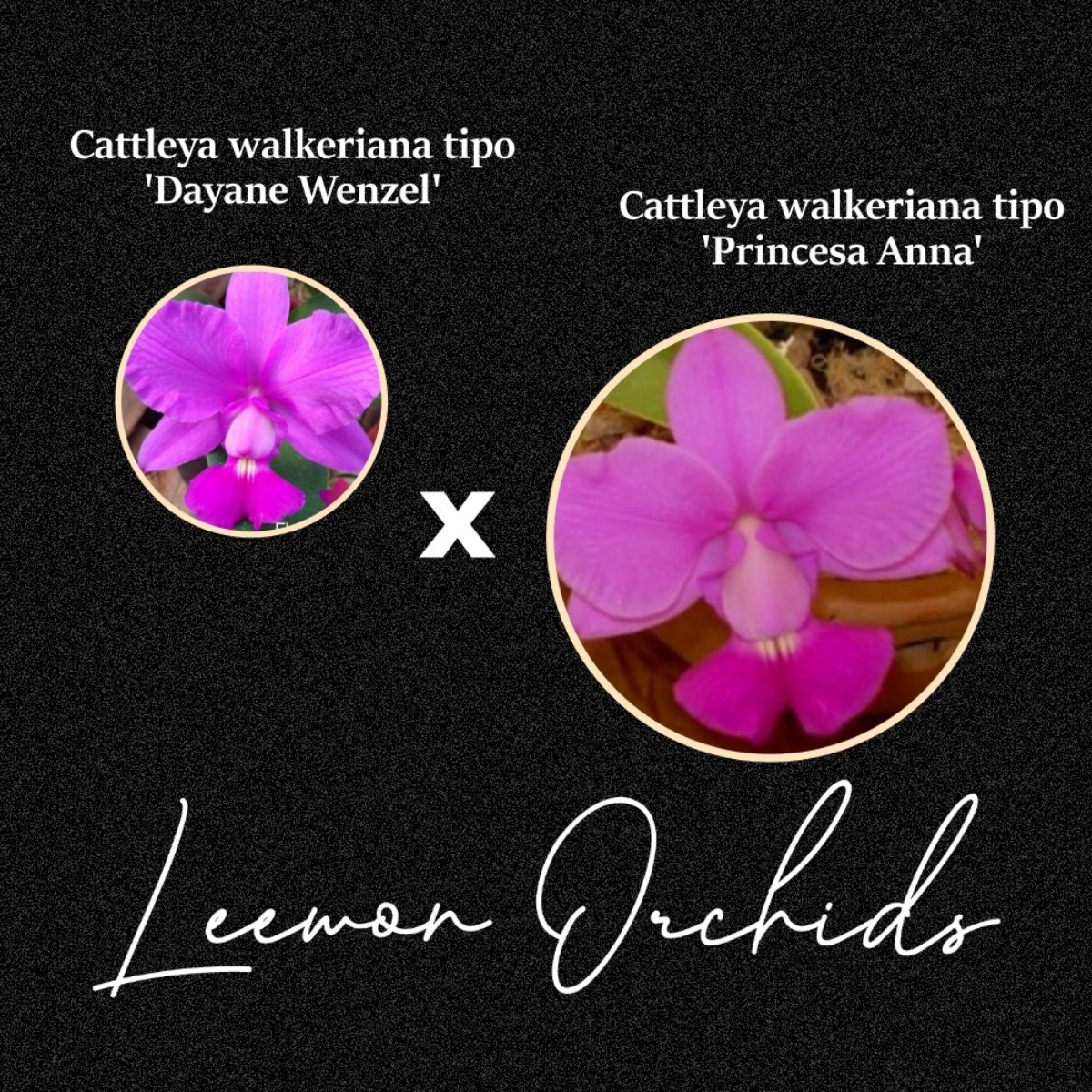 Cattleya walkeriana tipo (&#039;Dayane Wenzel&#039; x &#039;Princesa Anna&#039;) (토분식재/ 온라인 한정재고: 1)