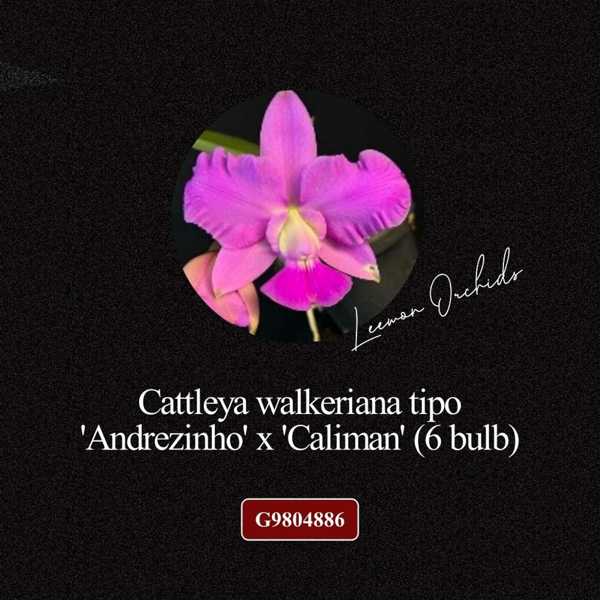 [BLACK EDITION- G9804886] Cattleya walkeriana tipo &#039;Andrezinho&#039; x &#039;Caliman&#039; (6 bulb)