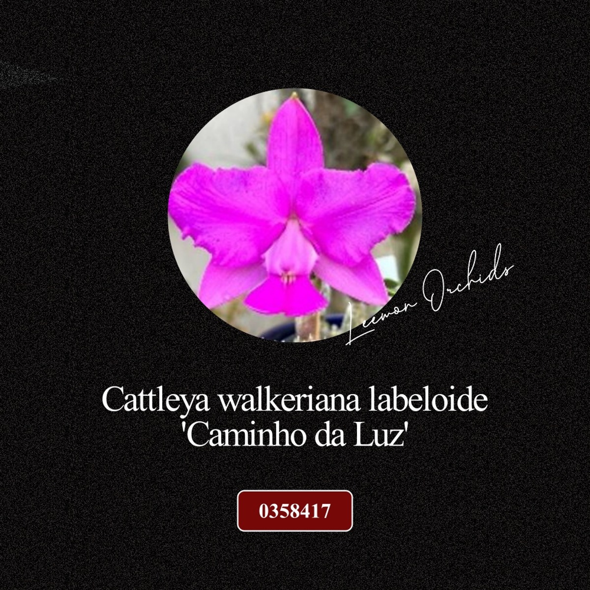 [BLACK EDITION- 0358417] Cattleya walkeriana labeloide &#039;Caminho da Luz&#039;