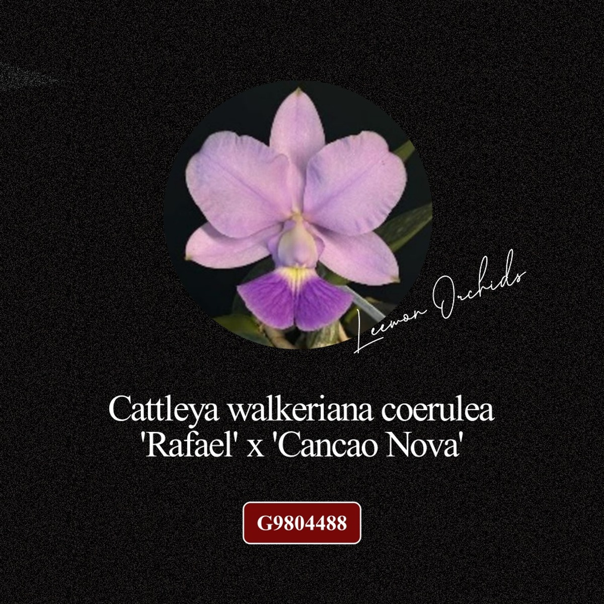 [BLACK EDITION- G9804488] Cattleya walkeriana coerulea &#039;Rafael&#039; x &#039;Cancao Nova&#039;