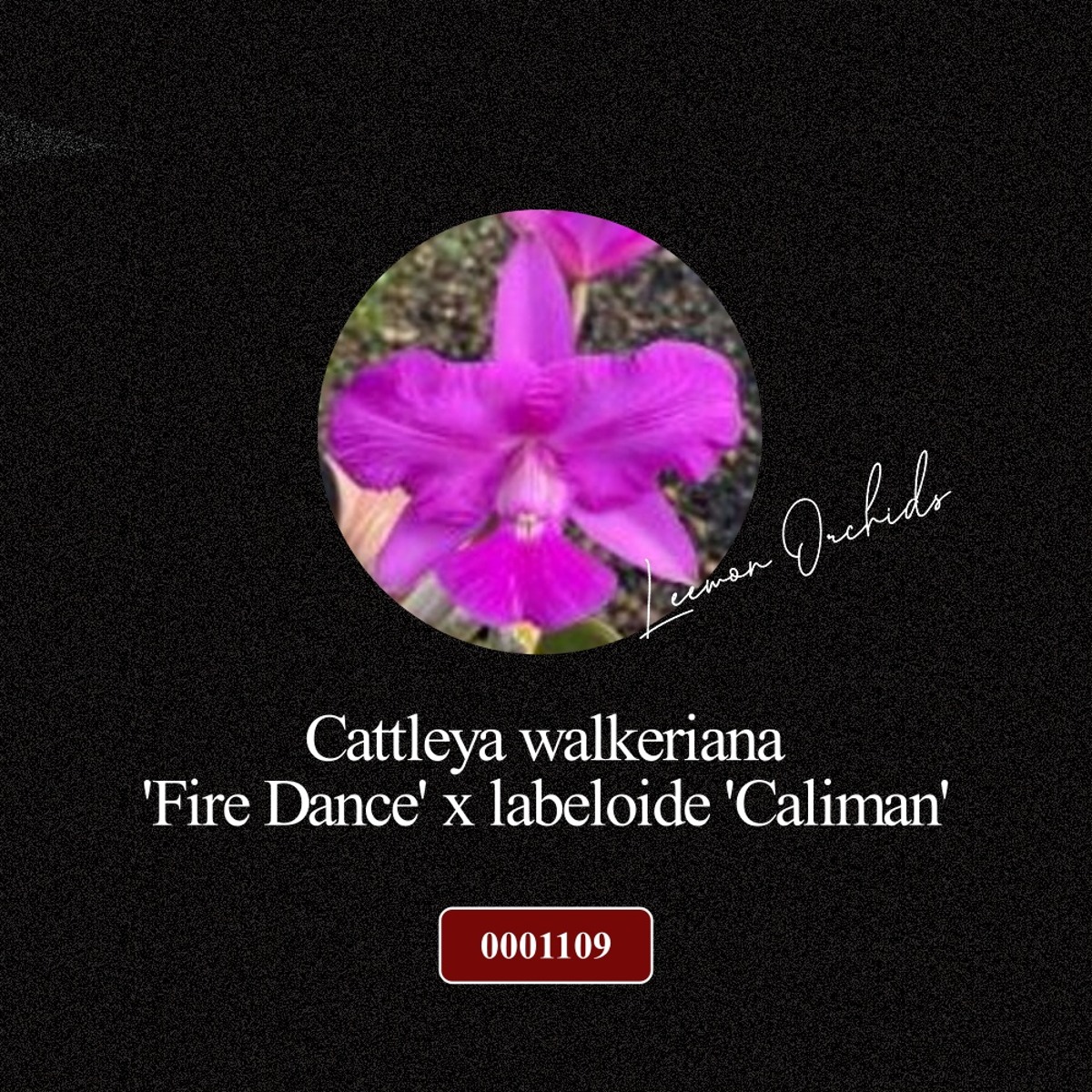 [BLACK EDITION- 0001109] Cattleya walkeriana  &#039;Fire Dance&#039; x labeloide &#039;Caliman&#039; (선별)