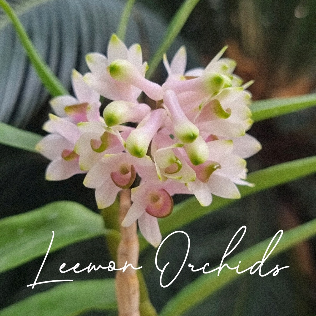 덴드로비움 (스밀리아이 x 미야케이) Dendrobium (smilliae x miyakei) (온라인 한정재고: 1)
