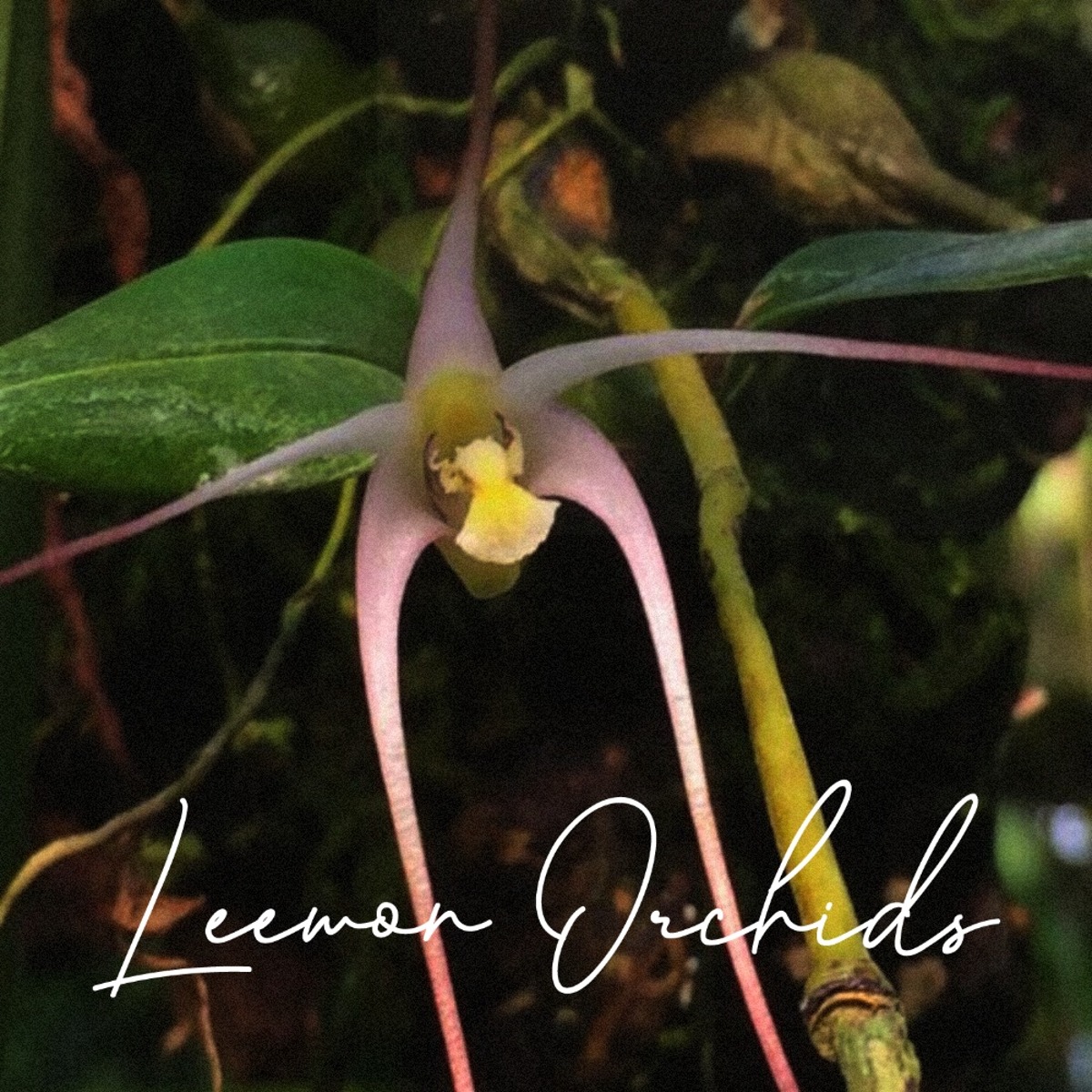 덴드로비움 티퓰라 Dendrobium tipula (일명: 하루살이난초/온라인 한정재고: 2)