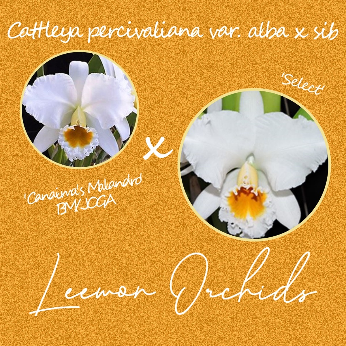[C1748] Cattleya percivaliana var. alba x sib (&#039;Canaima&#039;s Malandro&#039; BM/JOGA x &#039;Select&#039;) (온라인 한정재고: 3)
