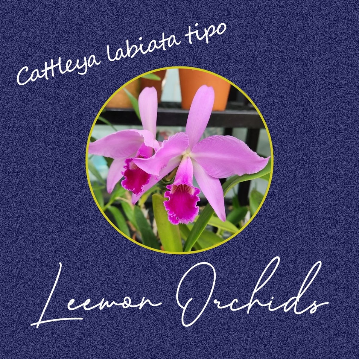 카틀레야 라비아타 티포 Cattleya labiata tipo (꽃대 O/ 온라인 한정재고: 1)