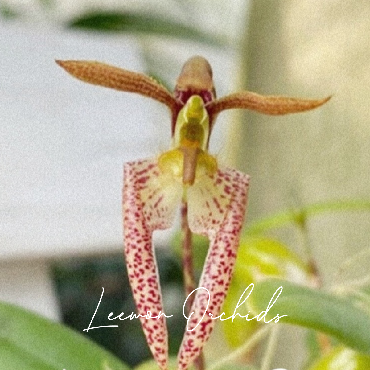 벌보필럼 라시오킬럼 버마 Bulbophyllum lasiochilum var. burma