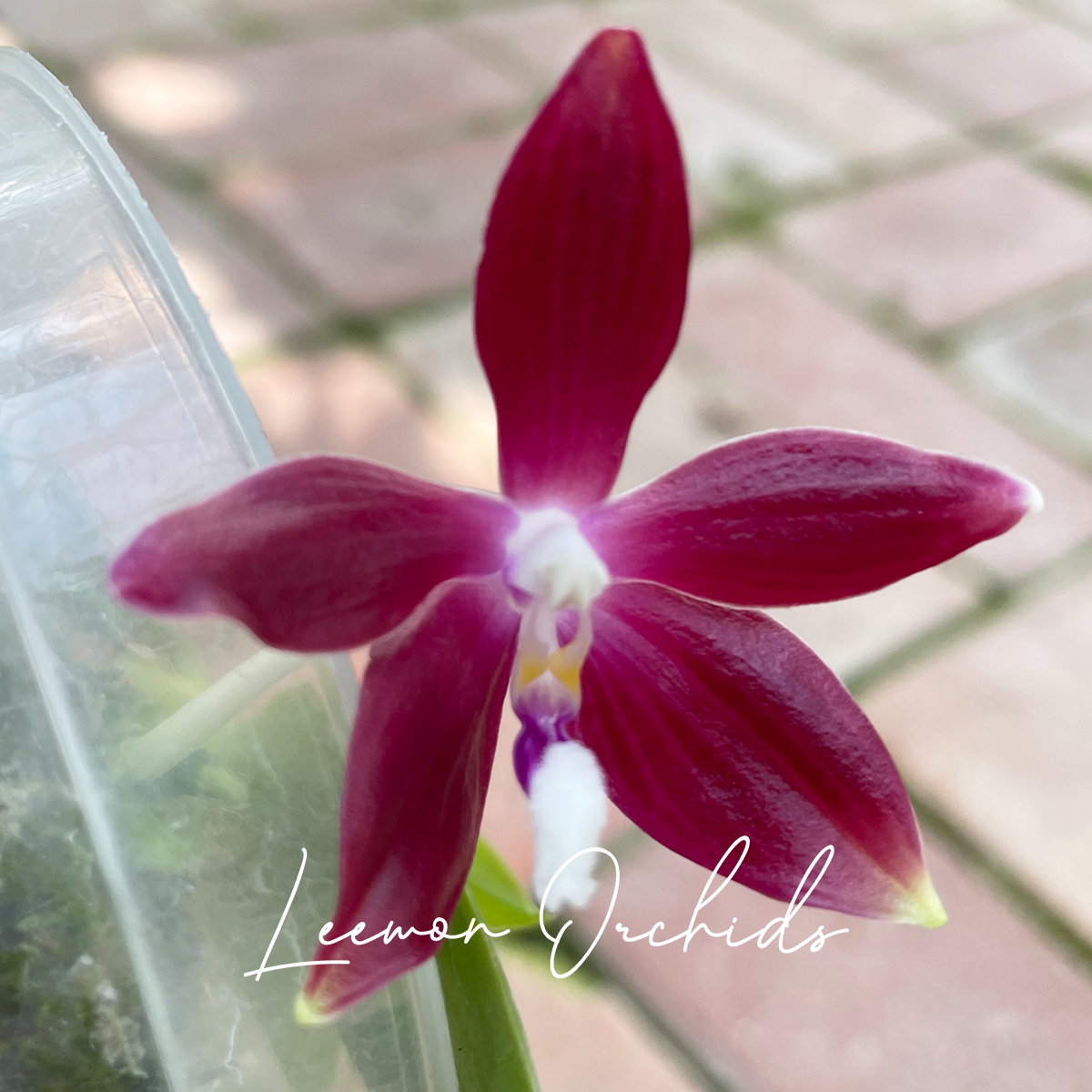 페일레놉시스 테트라스피스 Phalaenopsis tetraspis x sib