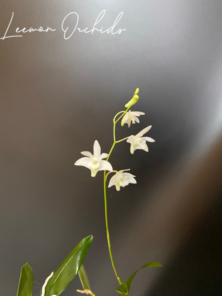 덴드로비움 긴기아눔 바 알바 Dendrobium kingianum var alba