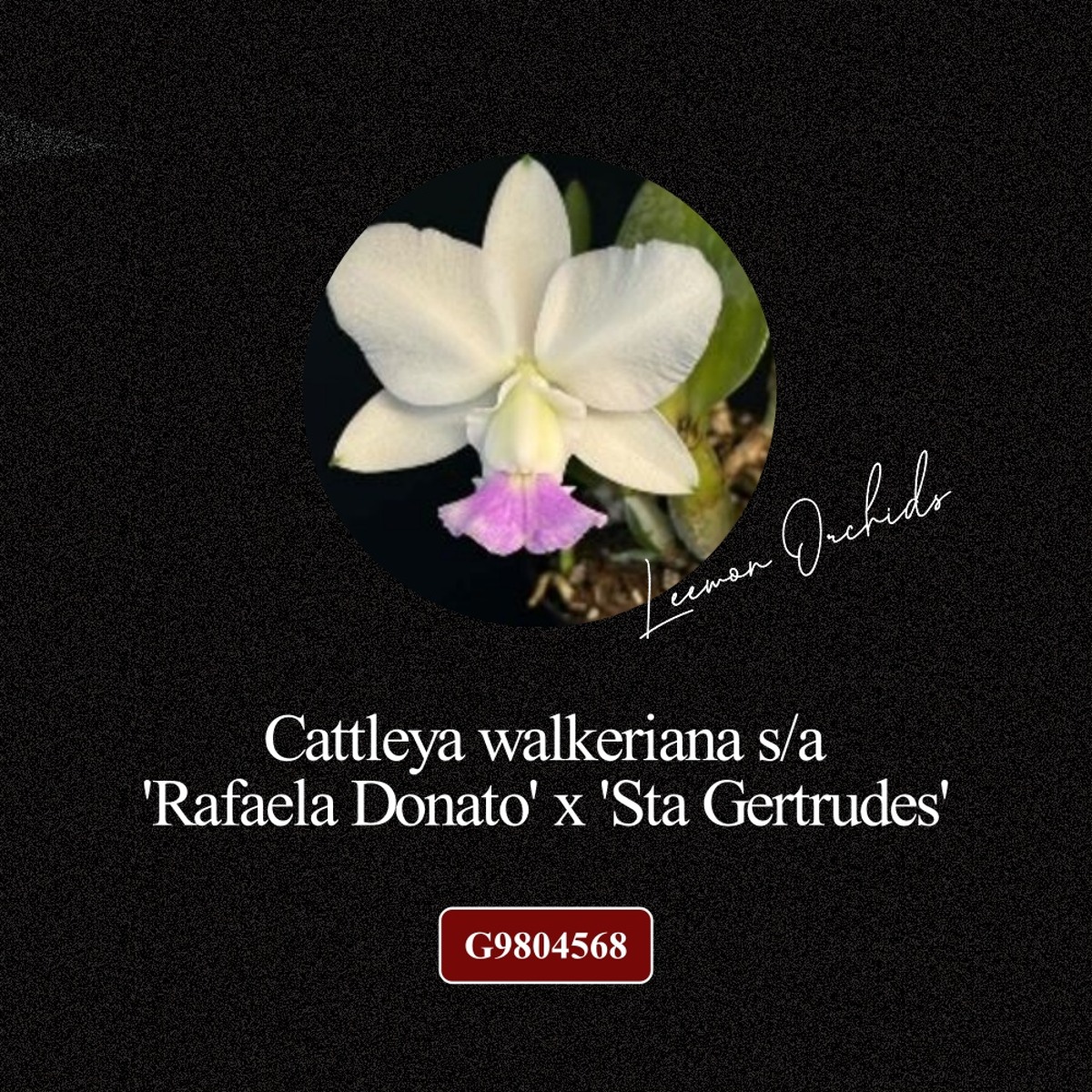[BLACK EDITION- G9804568] Cattleya walkeriana s/a &#039;Rafaela Donato&#039; x &#039;Sta Gertrudes&#039;