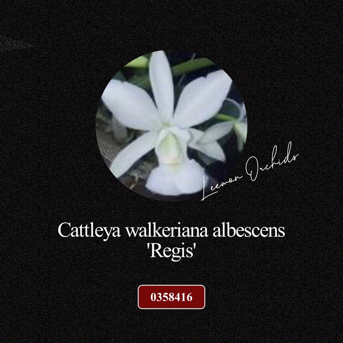[BLACK EDITION- 0358416] Cattleya walkeriana albescens &#039;Regis&#039; (자연)