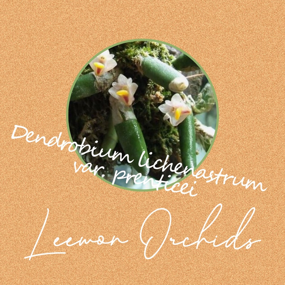 Dendrobium lichenastrum var. prenticei (토분식재/ 온라인 한정재고: 3)