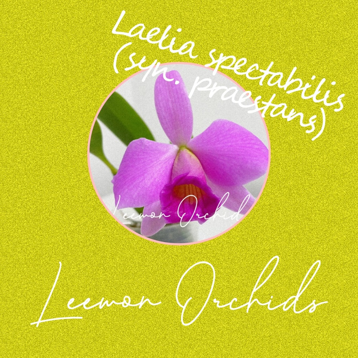 레일리아 스펙타빌리스 Laelia spectabilis (syn. praestans) (토분식재/ 온라인 한정재고: 2)