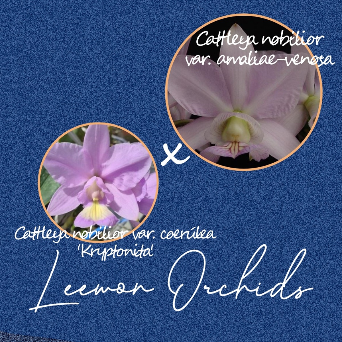 [브라질 KRYXV] Cattleya nobilior var. coerúlea &#039;Kryptonita&#039; x amaliae-venosa (유묘/ 온라인 한정재고: 4)